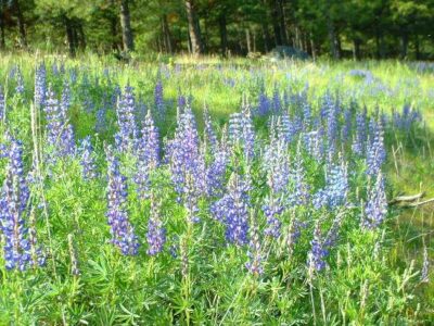 Living Off Grid – Living at Higher Altitudes Image